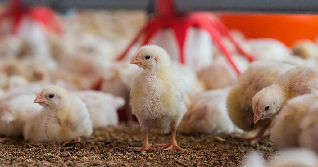 Poultry Farm Business In 2022